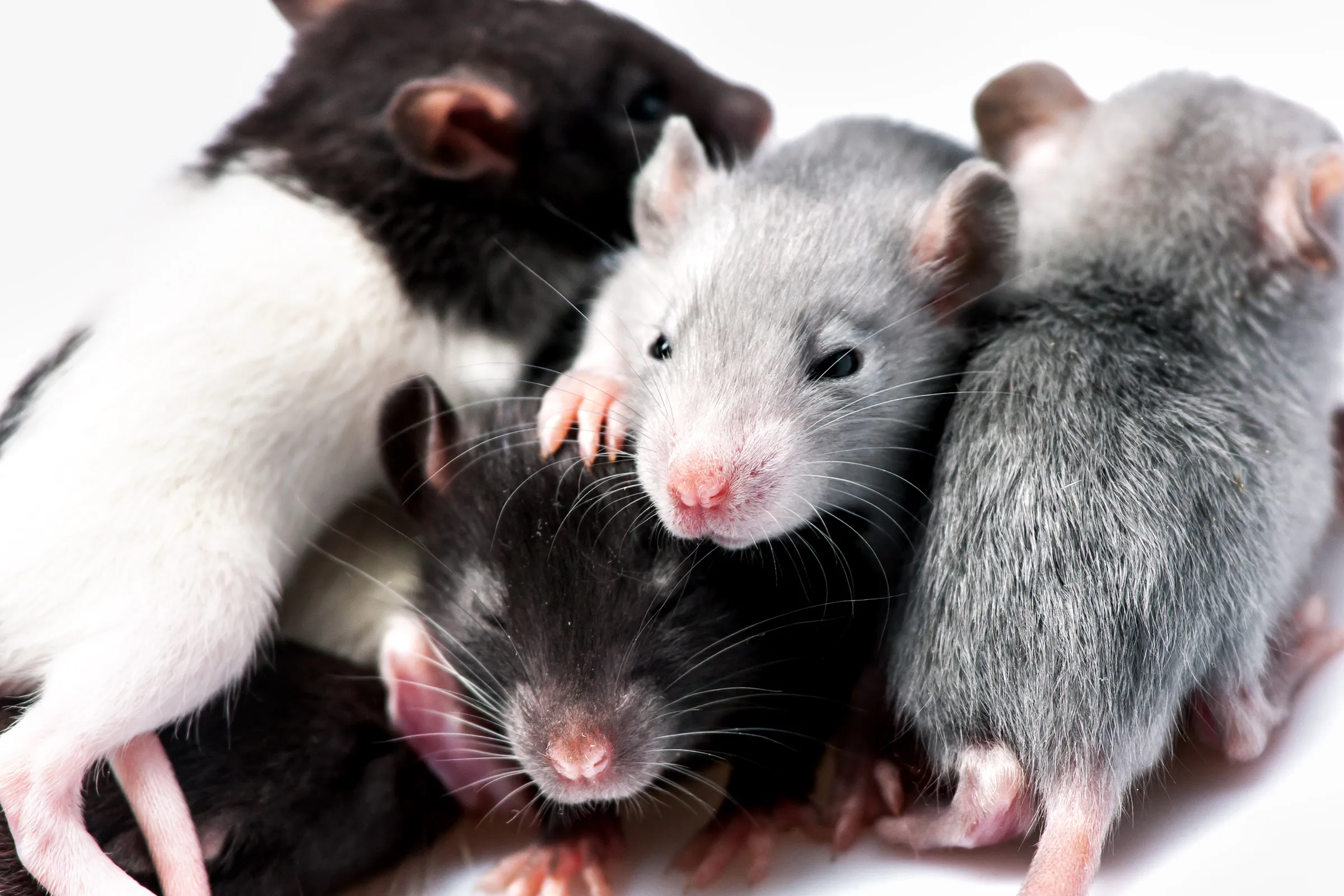 Rats family